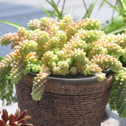 Sedum Morganianum Burrito image 2