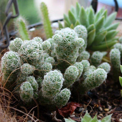 Mammillaria gracilis fragilis / Thimble Cactus image 3