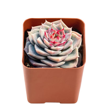 Echeveria 'Red Velvet' Sugar Heart image 1