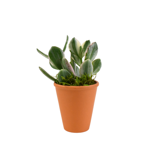 2.5" Jade Variegated image 0