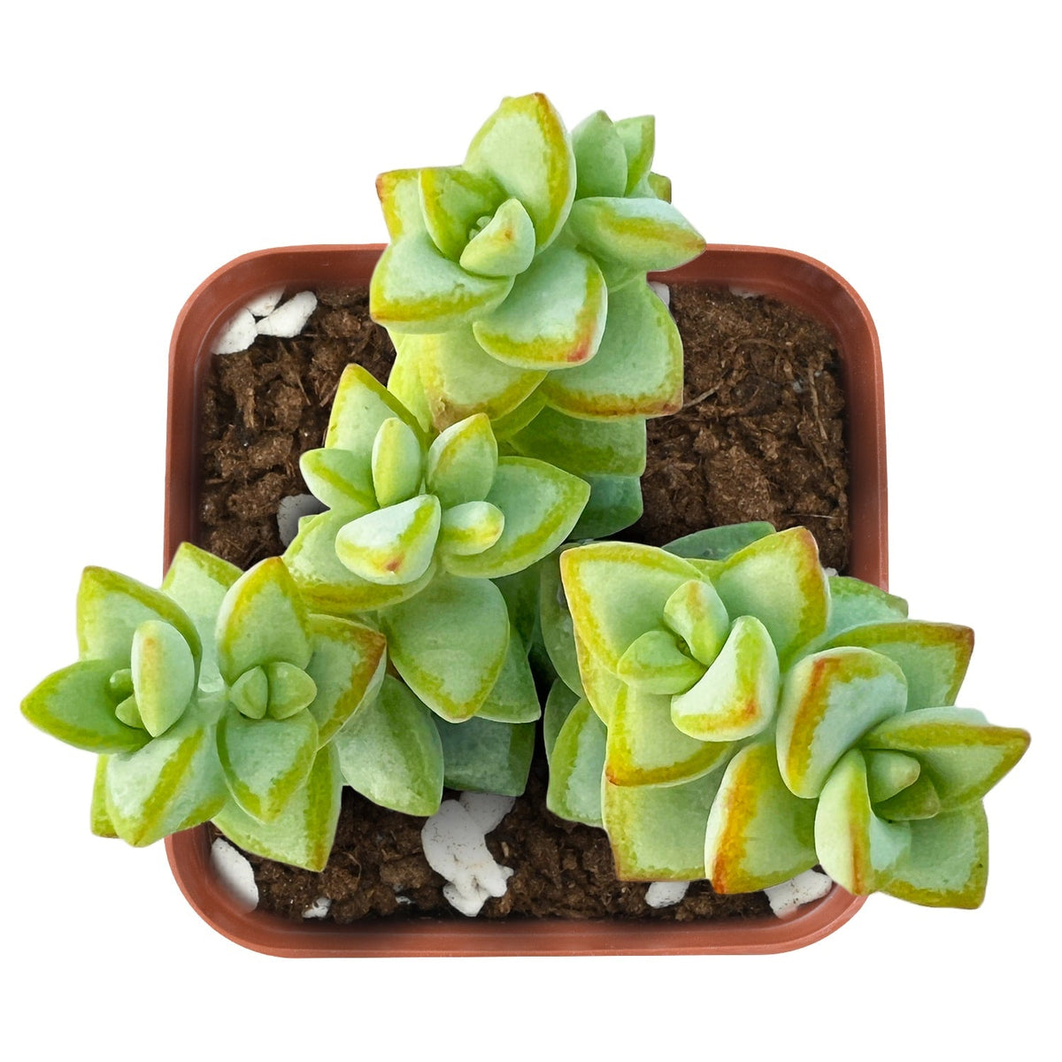 Crassula Rupestris image 1