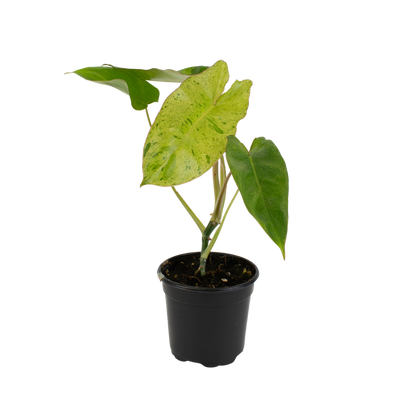 4" Philodendron Paraiso Verde image 1