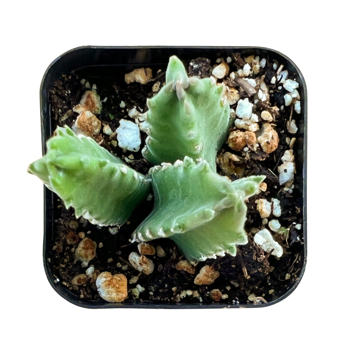 Stapelia Leendertziae image 0
