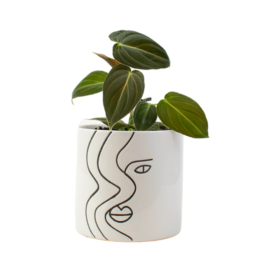 4" Philodendron Black Gold Melanochrysum image 0