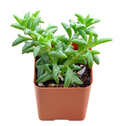 String of Dolphins (Senecio Peregrinus) image 1