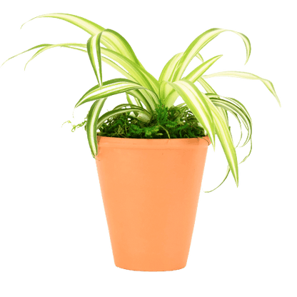 2.5" Spider Plant image 0