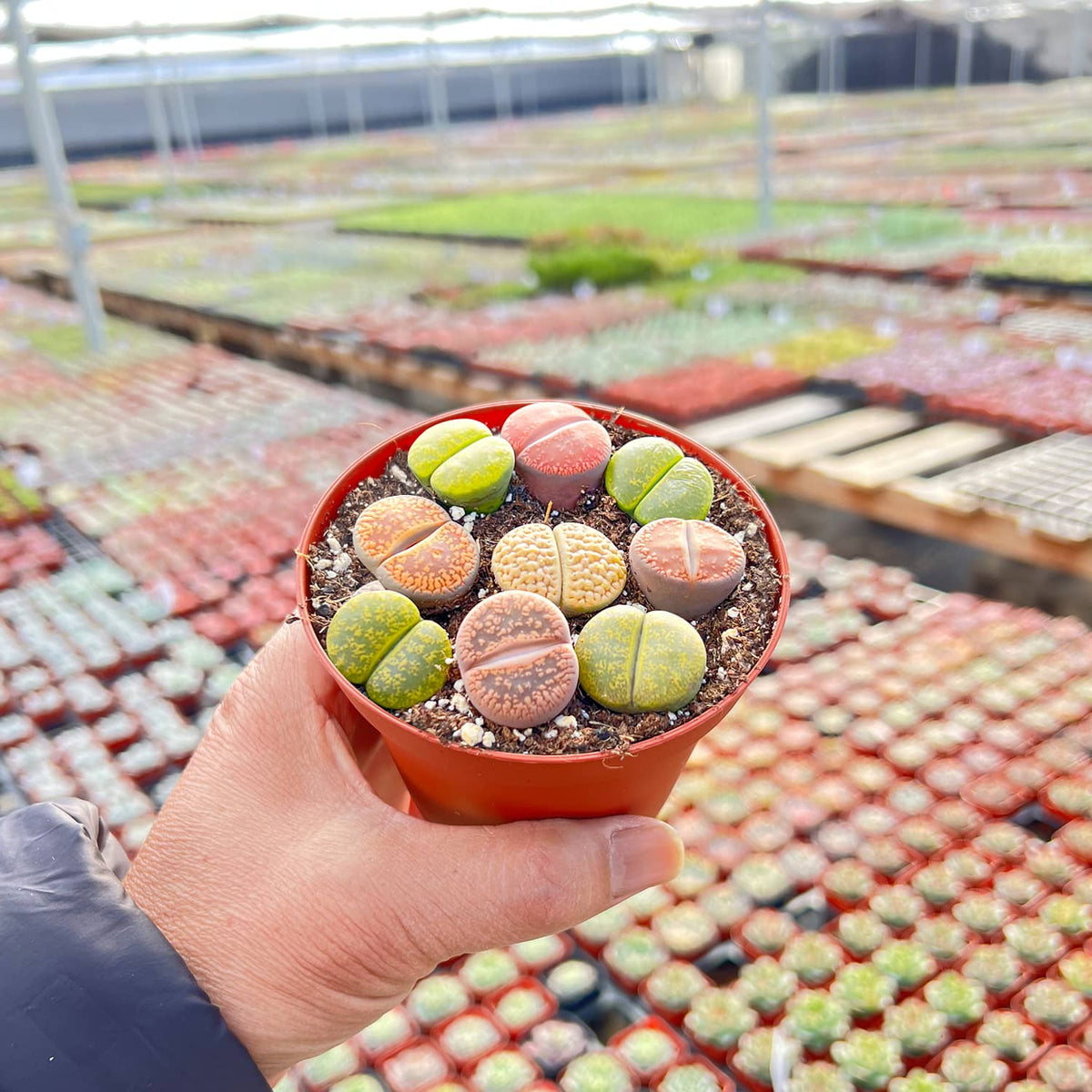 Assorted Lithops image 2