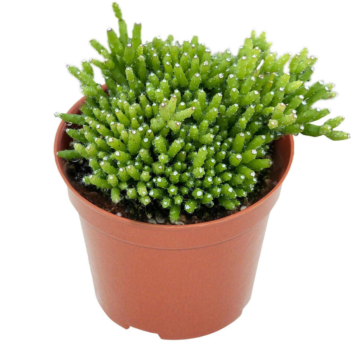Rhipsalis baccifera/Mistletoe Cactus (4 inch) image 0