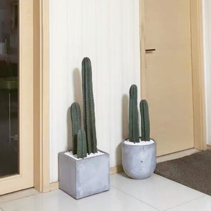 Pachycereus marginatus /Mexican Fence Post Cactus (4 inch) image 1