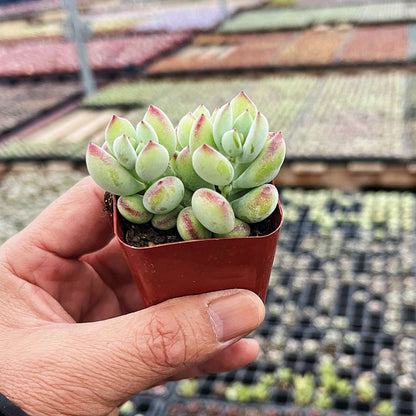 Cotyledon Pendens (Cliff Cotyledon) image 1