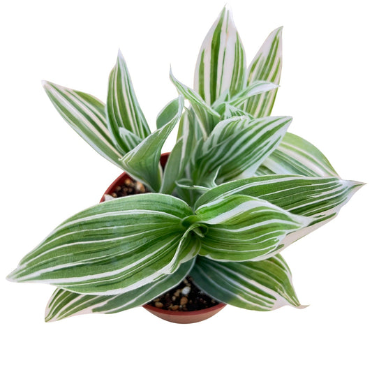 Tradescantia Ivory Hill /Tradescantia fluminensis 'Quicksilver' (4 inch) image 0